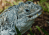 an iguana