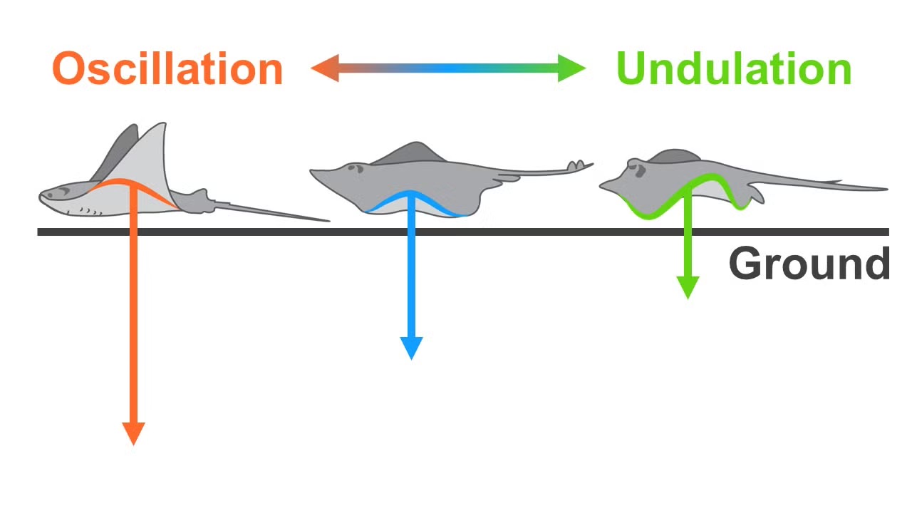 a chart showing ways stingrays swim, with their fins up, to the side, or alternating