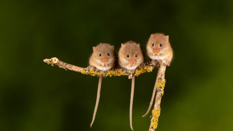Three harvest mice playing around and entwining their tails together to stop them from falling.