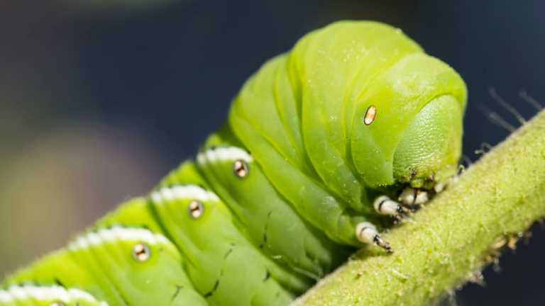 a green caterpillar on a plant's stem