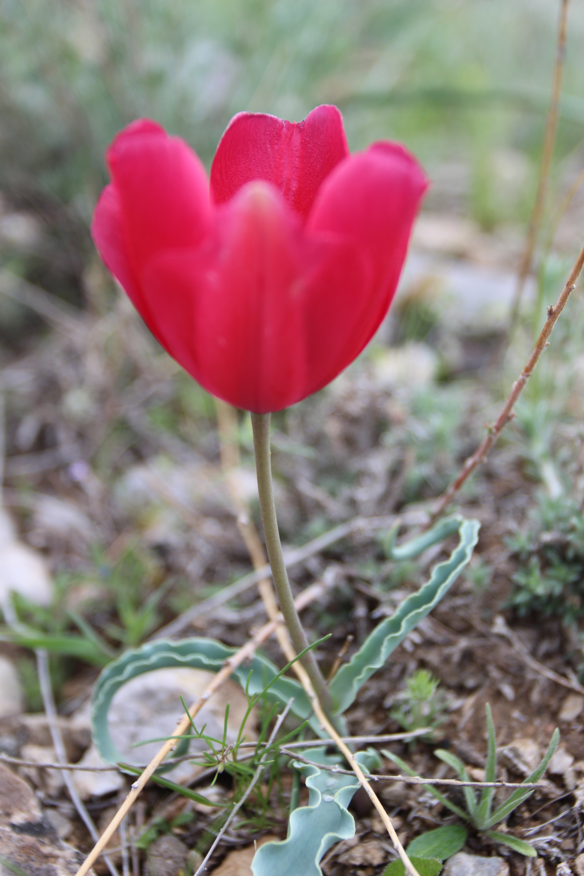 a red tulip 