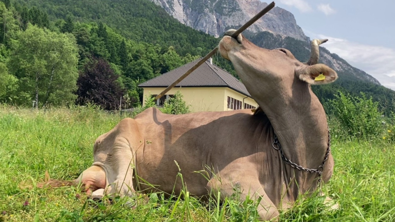 a brown cow with a large stick in her mouth and mountains in the background