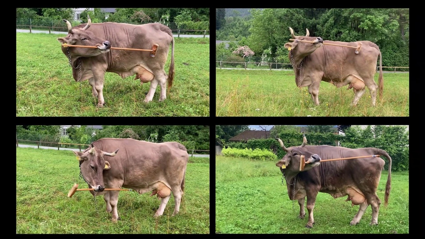 a four panel image showing a cow holding a broom in her mouth and using it to scratch