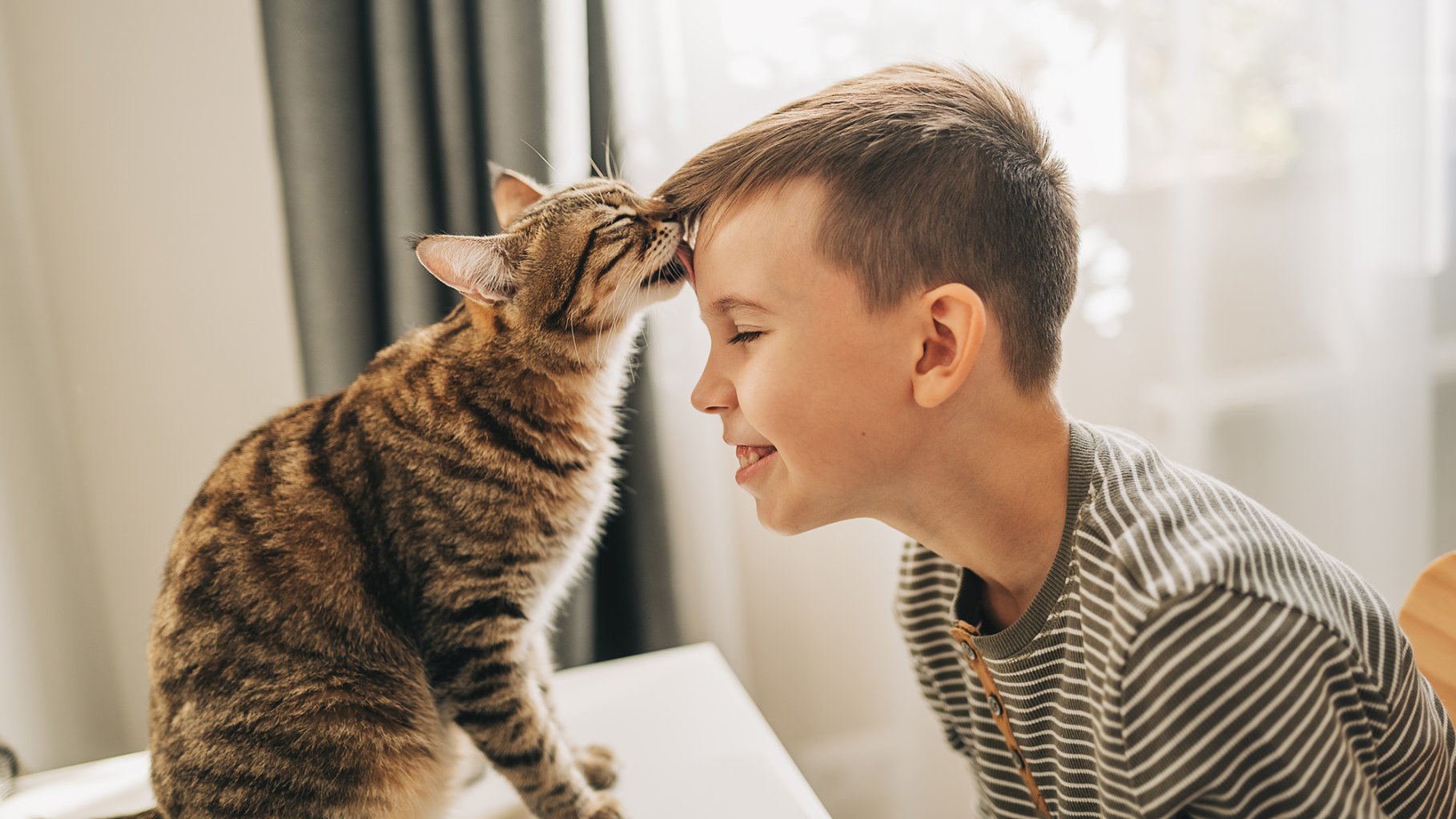 A Bengal cat licks the forehead of a young white boy in a striped shirt. The boy has dirty blonde hair and smiles. The cat sits on a table and there's a grey drape pulled to one side of a window behind them.