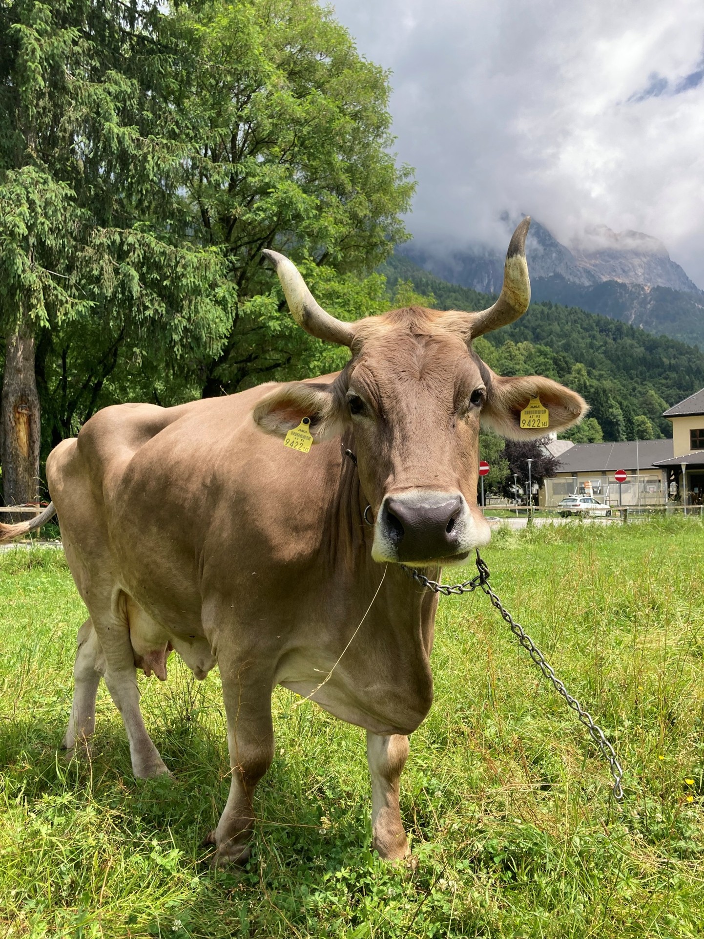 a brown cow in a green field with mountains in the background