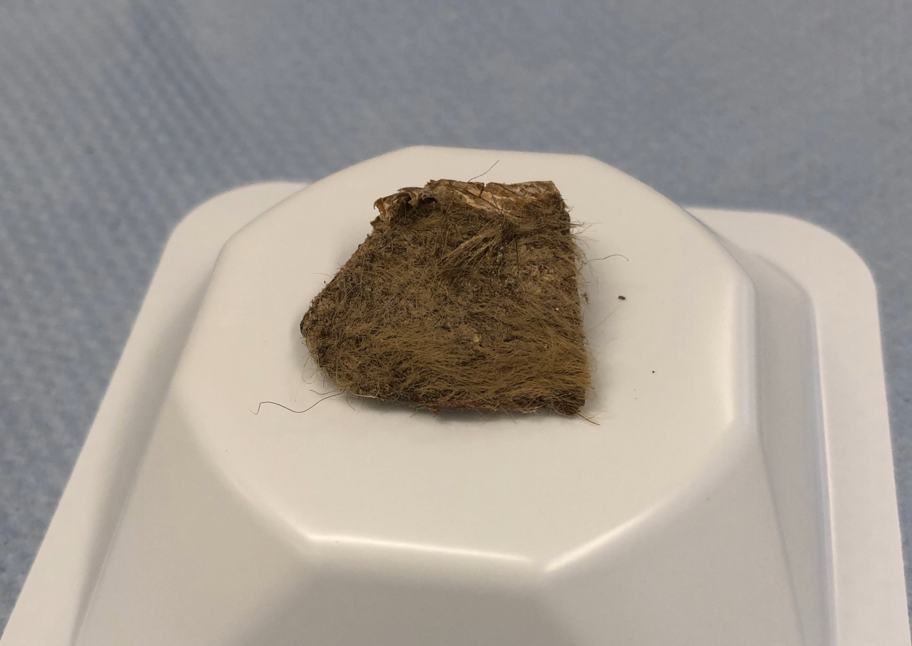 a large chunk of tissue with brown hair from a woolly rhino