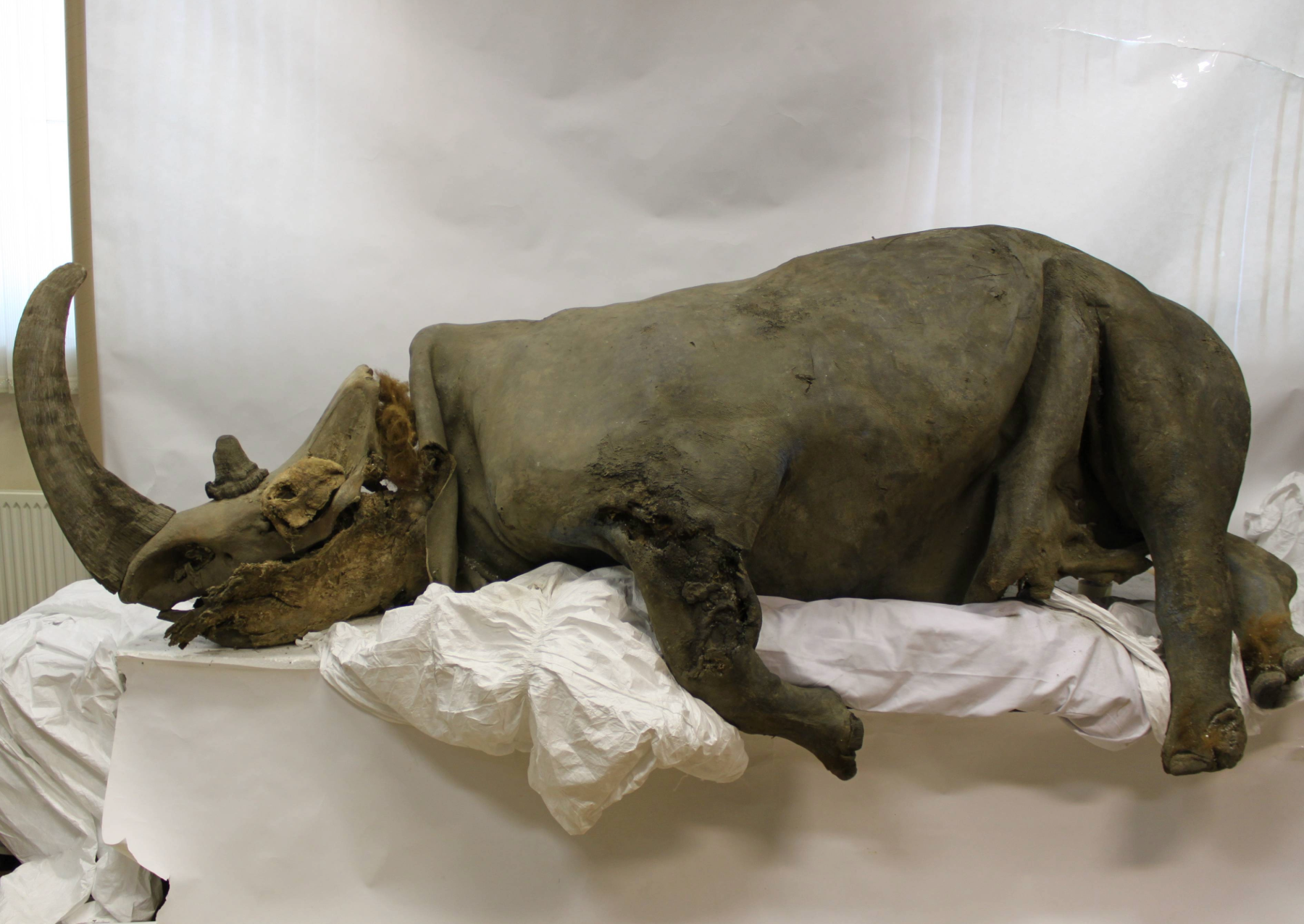 a fossilized woolly rhino. it has a large horn on its head