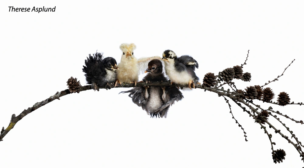 four young birds on a branch