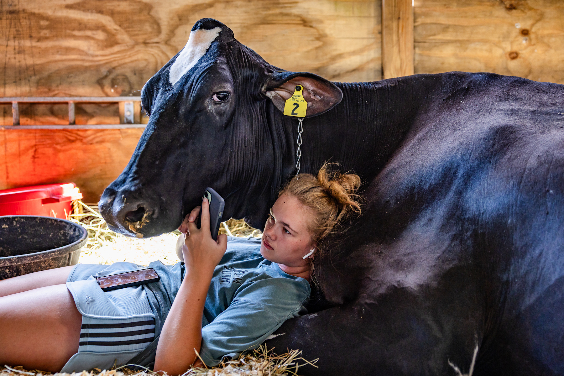 a teen girl browsing her phone with earbuds in leans on a black cow