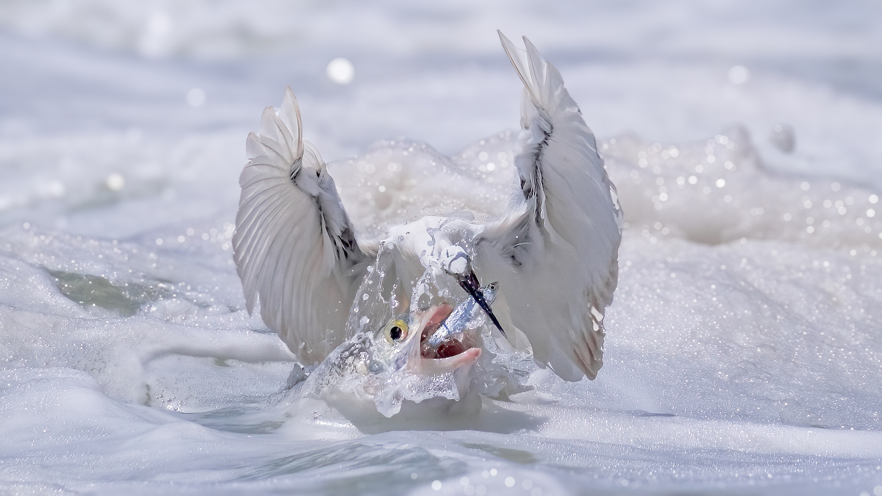 a fish and a bird fight over a smaller fish in the water