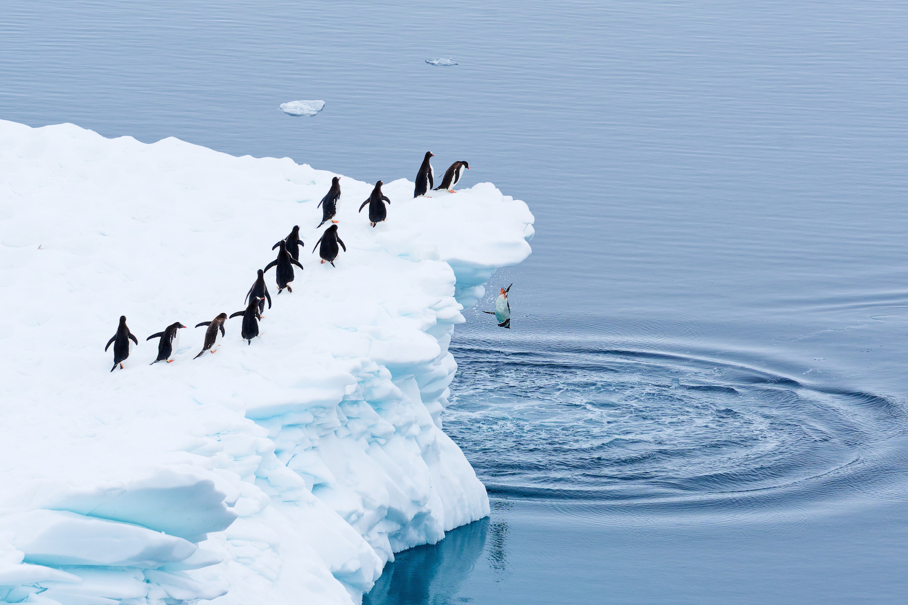 a line of penguins standing on ice plunges into the water