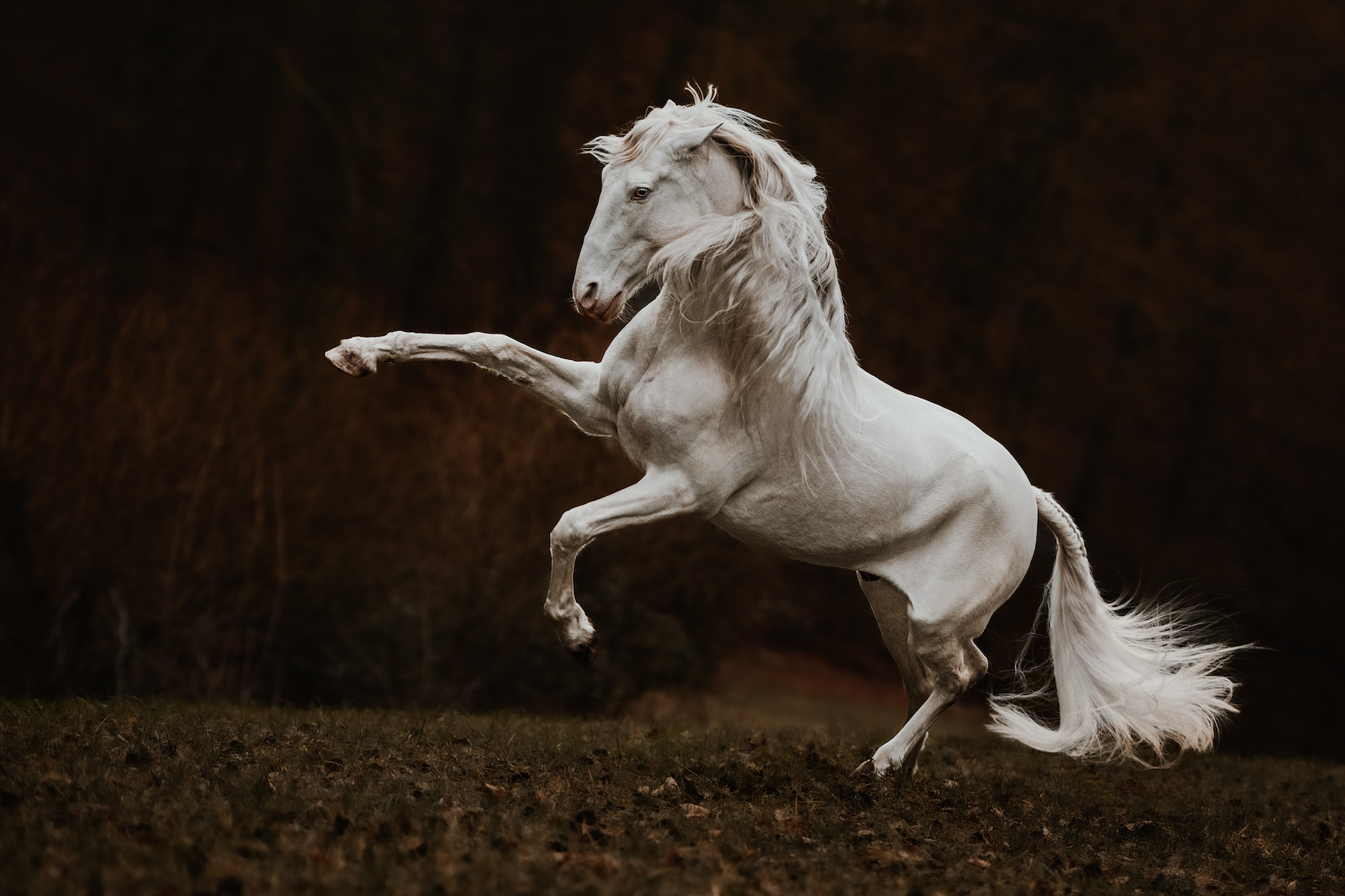 a white horse frolicks