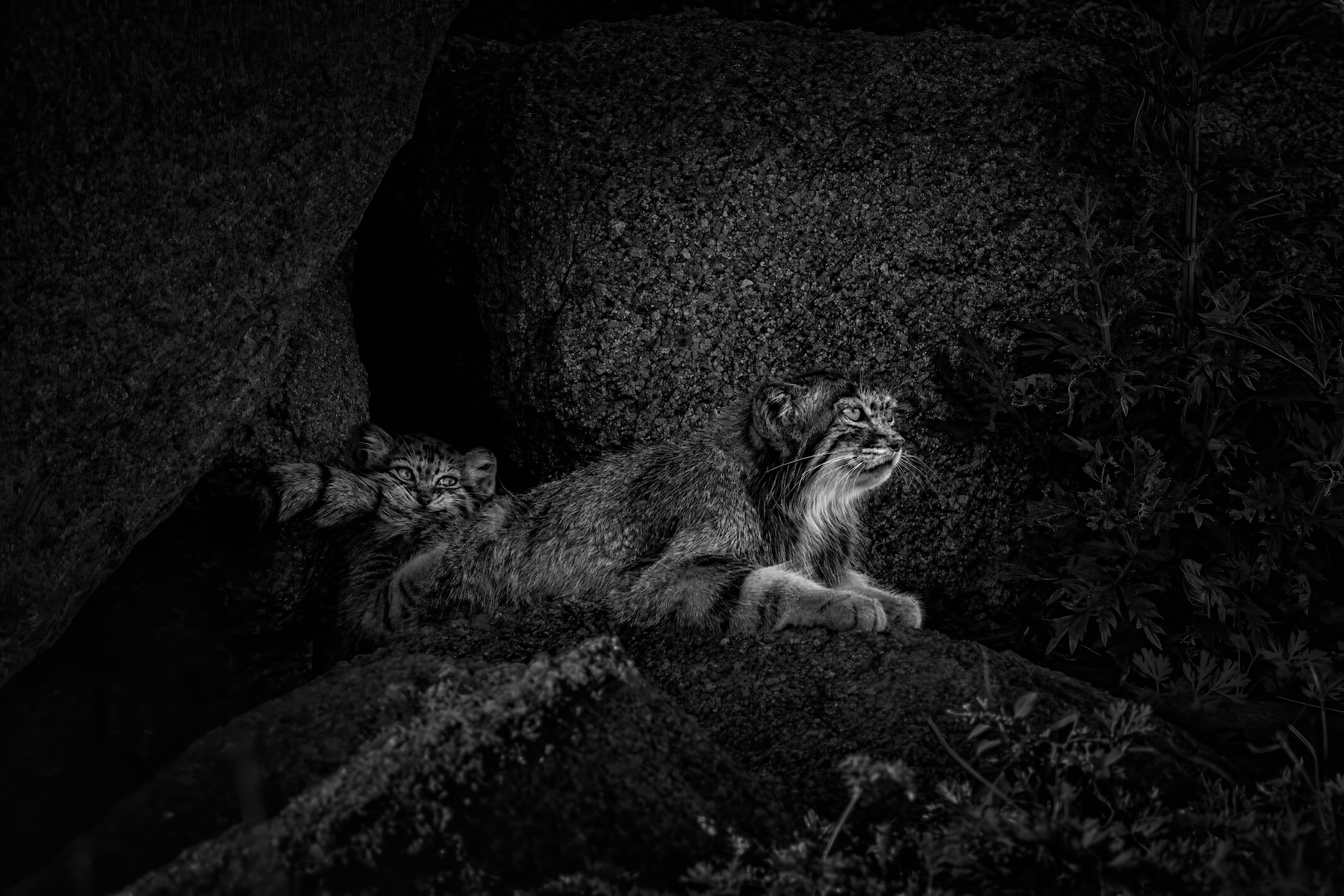 a mother wild cat sits in front of her cub who is chewing on her tail