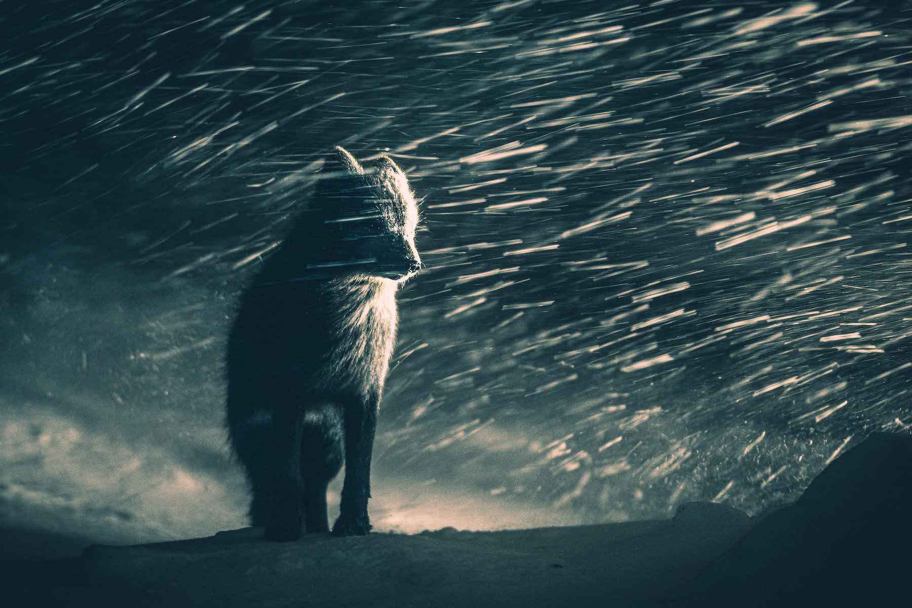 an arctic fox stands against the snow