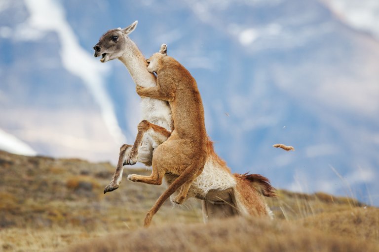 a puma bits a guanaco