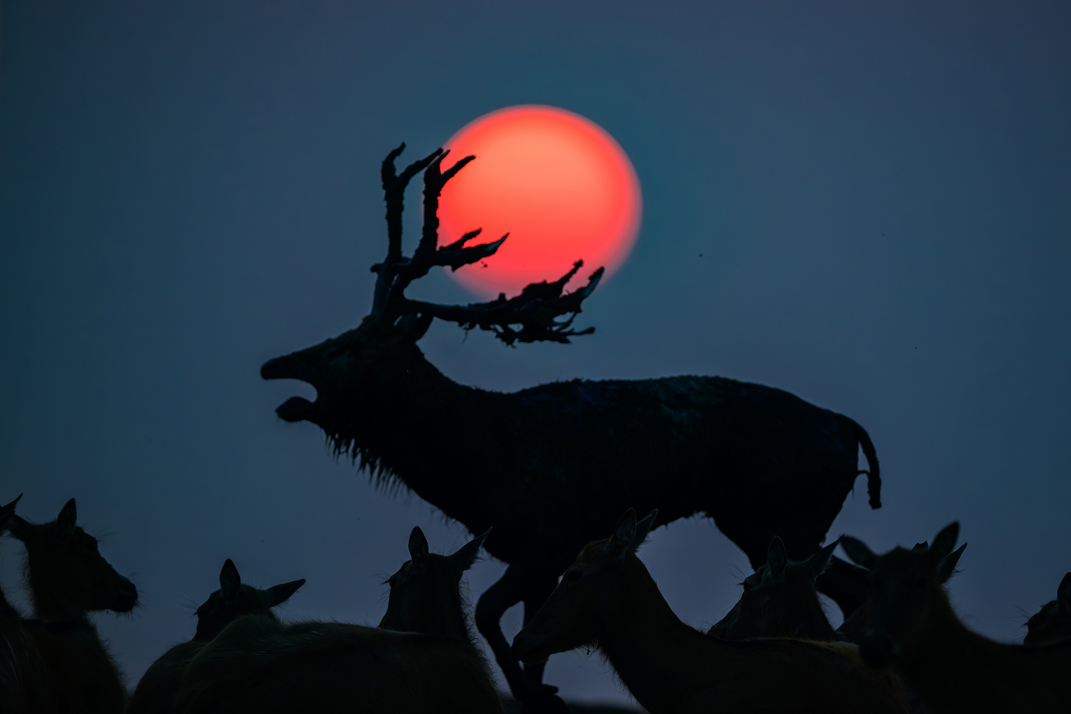 an open-mouthed deer in silhouette against a rising red sun