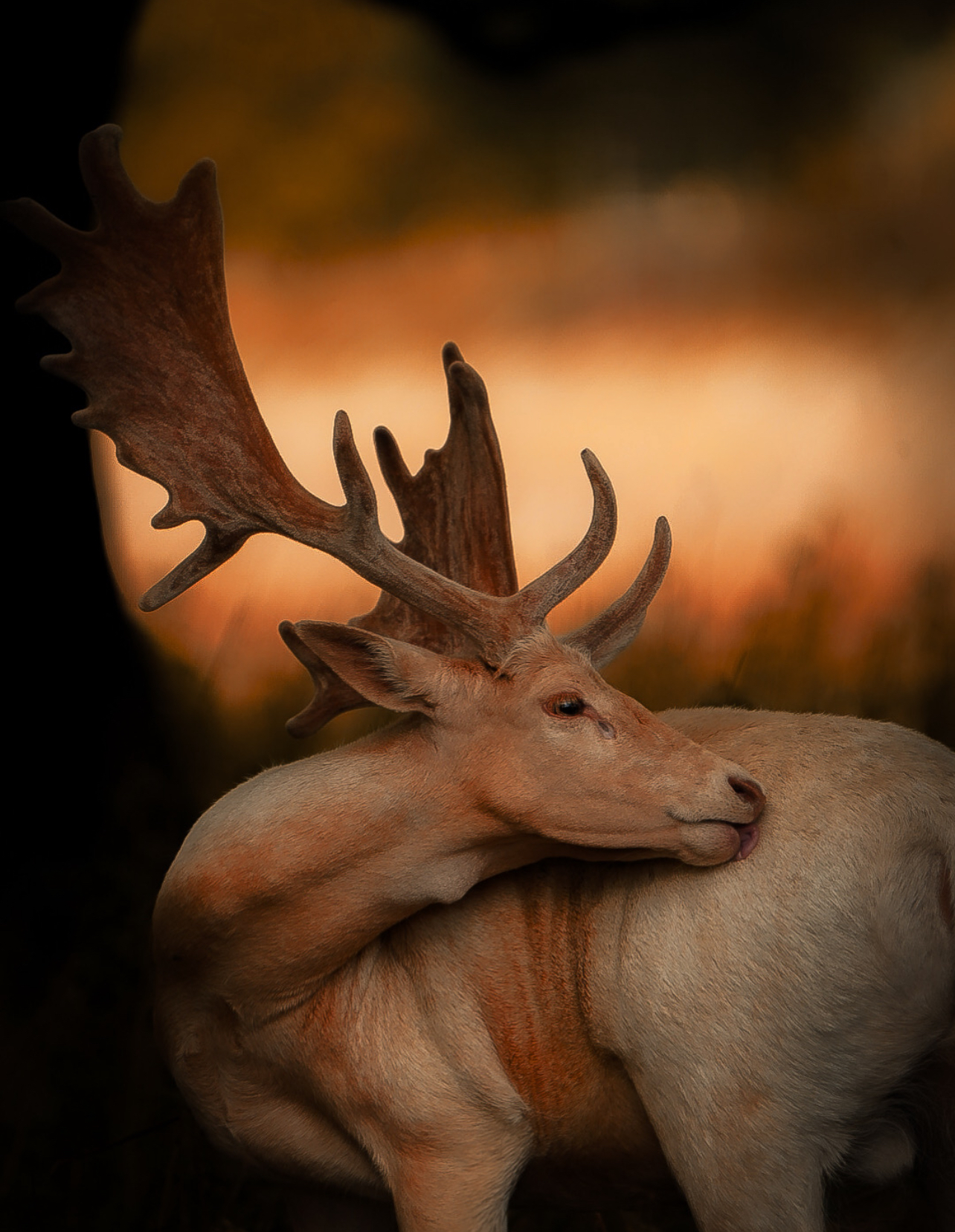 a deer with antlers scratches its back