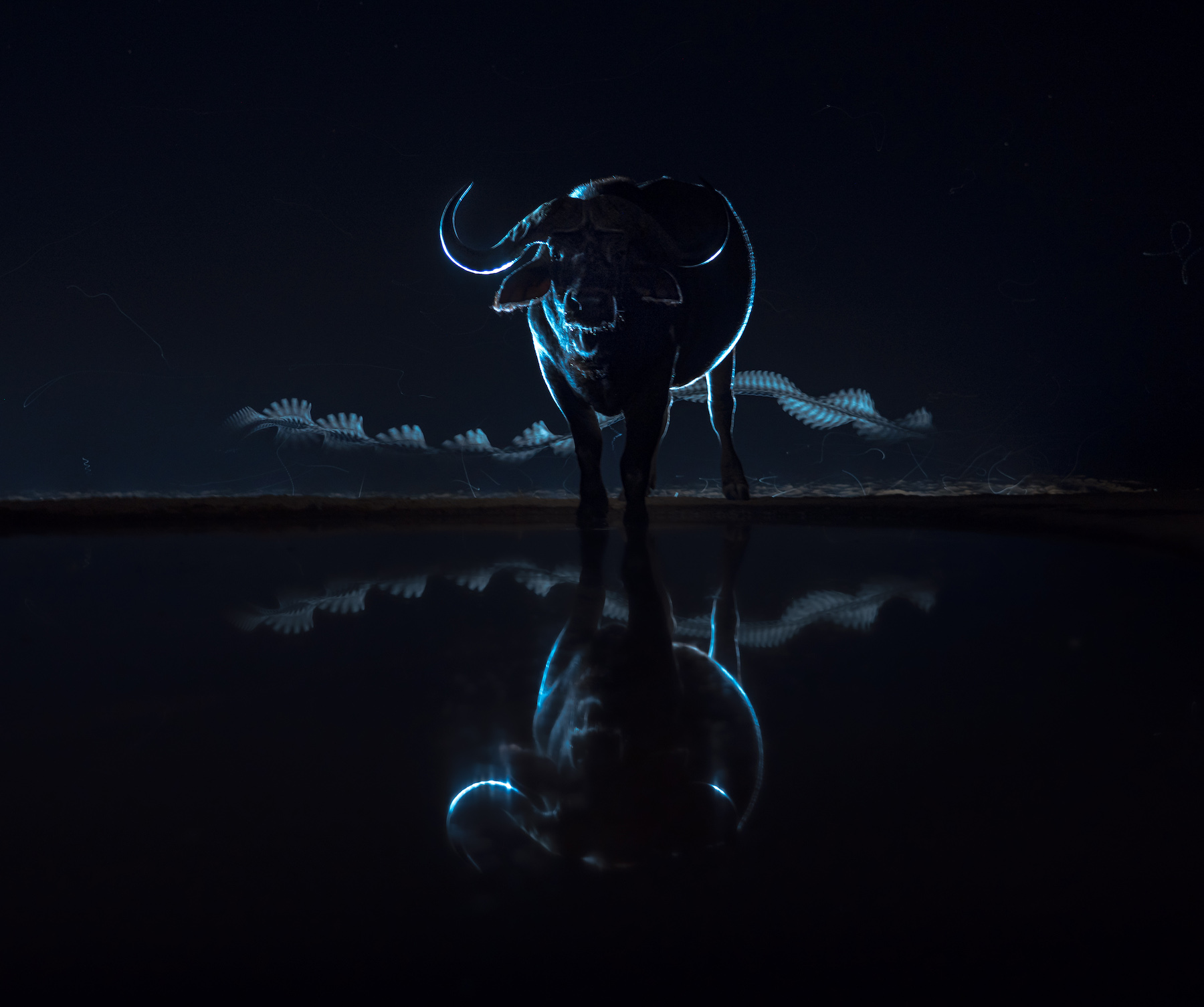 an african buffalo photographed at night. its reflection is seen in the water