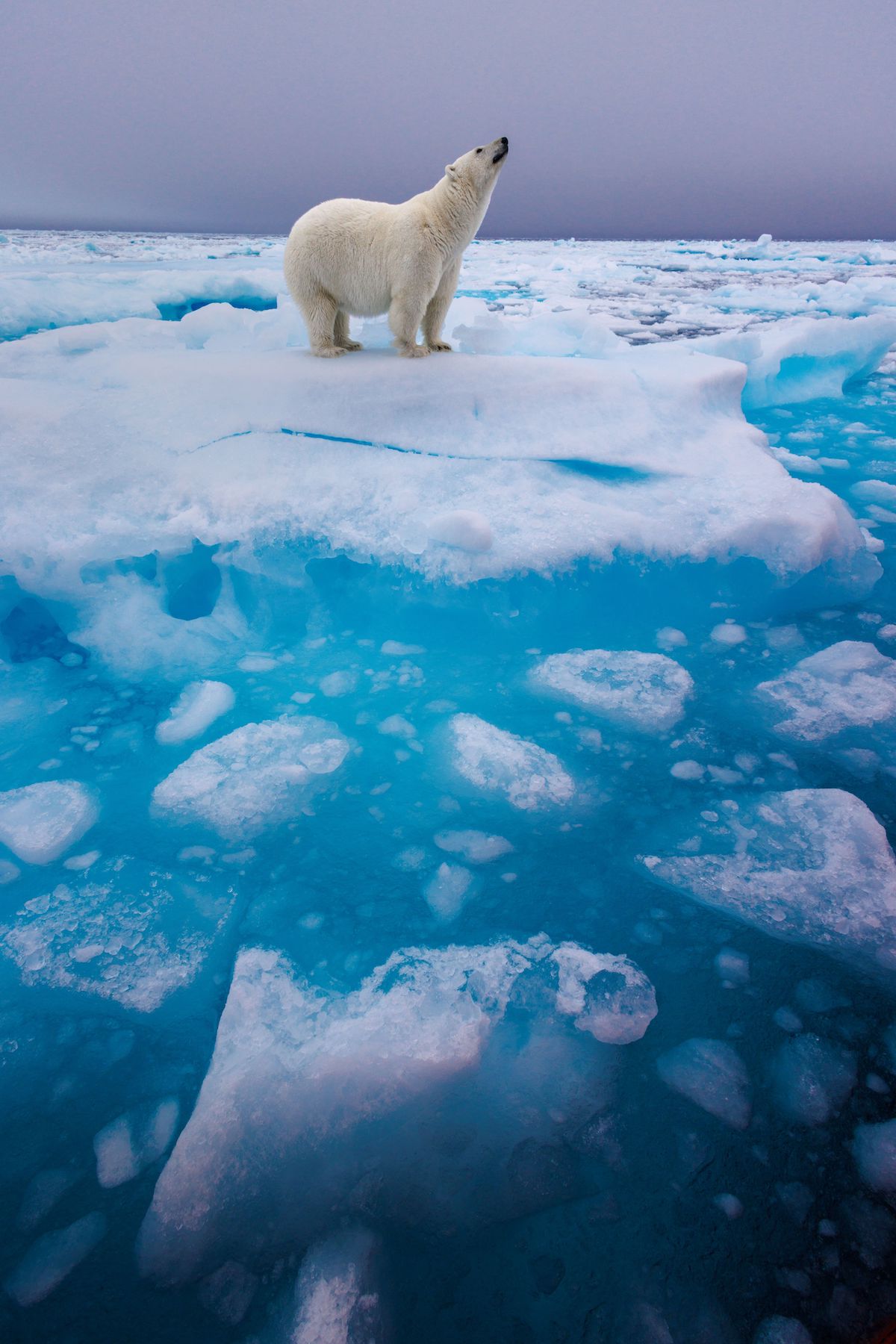 a lone polar bear stands on ice breaking apart