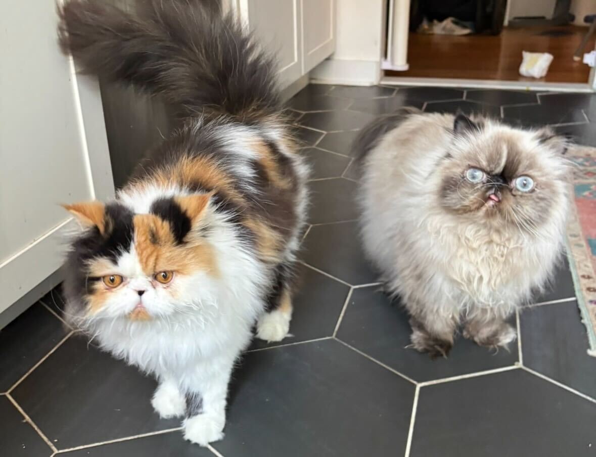 A full-length photograph of two fluffy Persian cats, Potato and Freya, standing on a black hexagonal tiled floor in a home. On the left, a calico Persian with orange, black, and white fur looks directly at the camera with an intense expression. On the right, a grey and white pointed Persian with striking blue eyes and a flat face stares forward with its tongue slightly poking out. Both cats have long, thick fur and are positioned near a white cabinet.