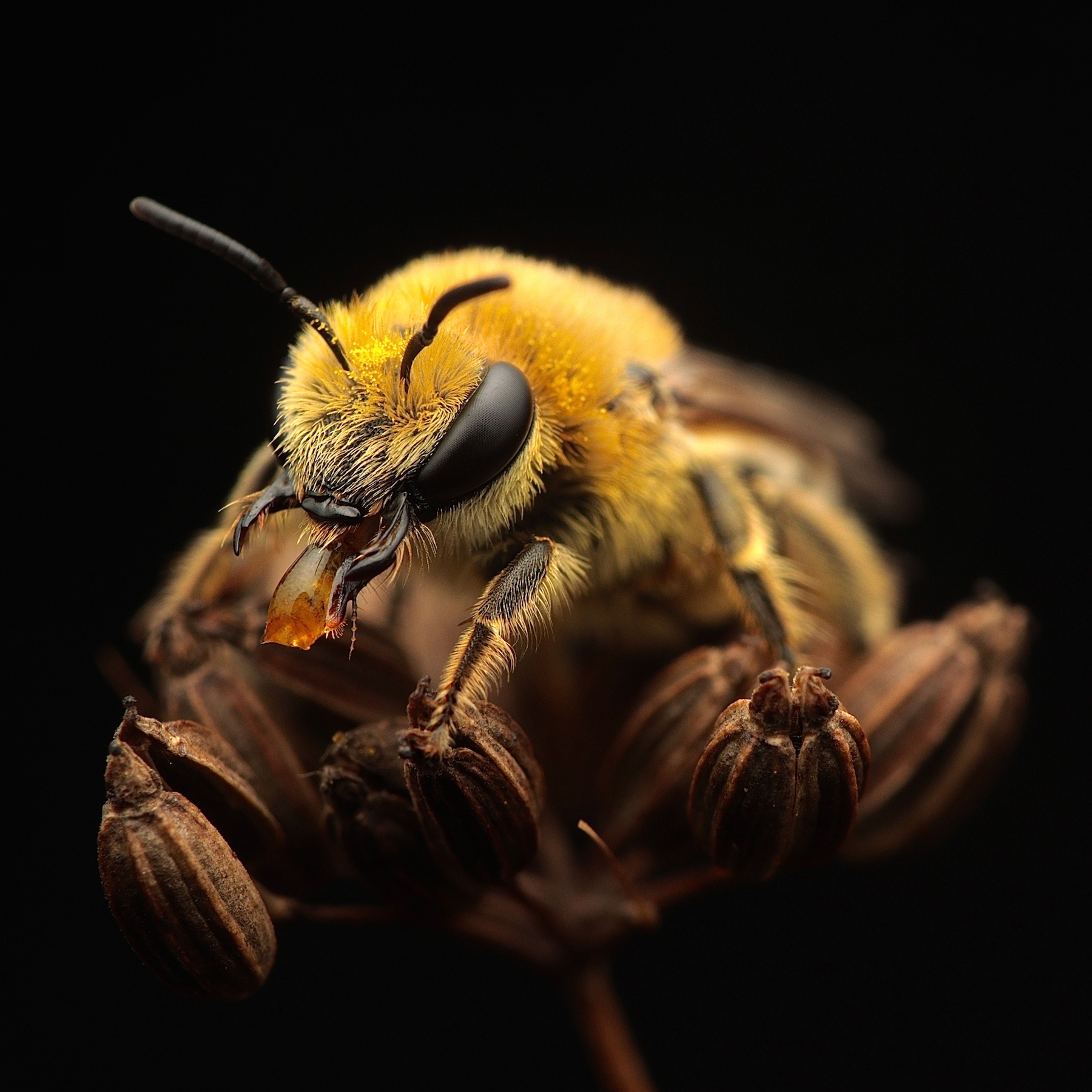 close up of bee face