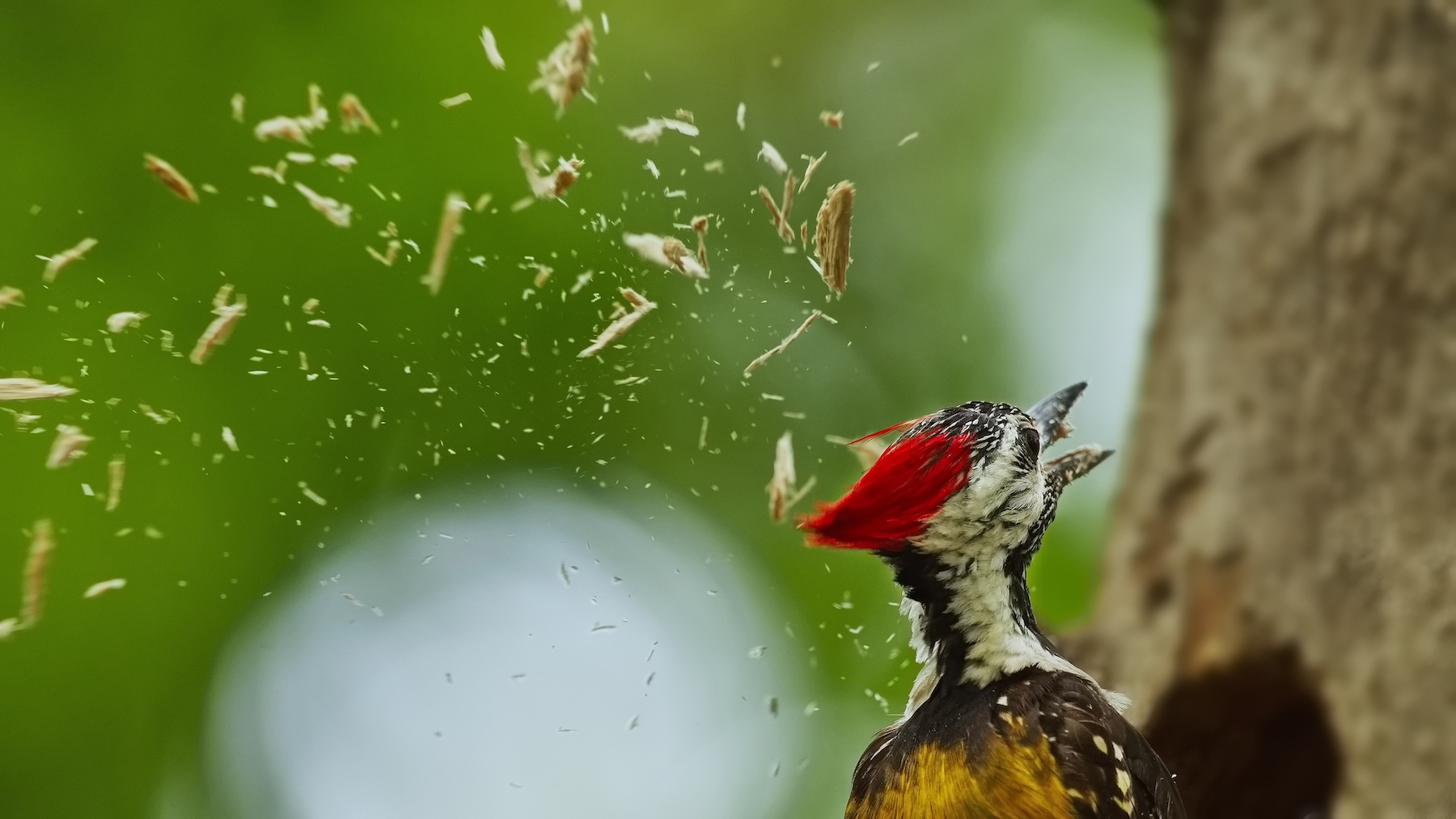 woodpecker with chips of tree flying