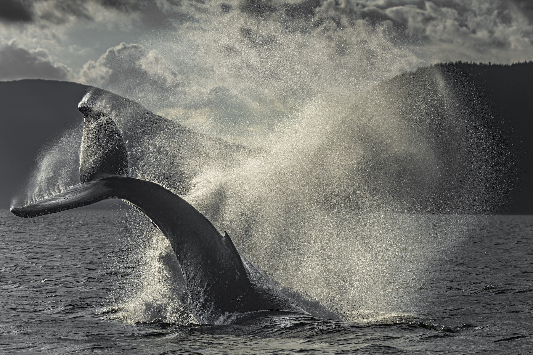 a whale breeching