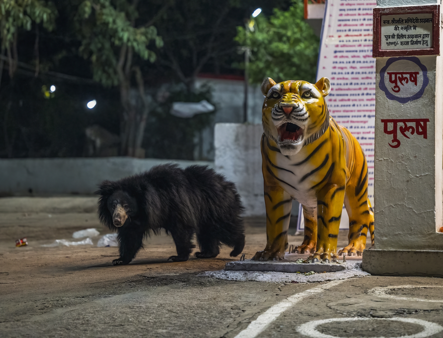 Sloth Bear (Melursus ursinus) A remote temple complex in India, enshrining the Tiger Goddess and visited by hundreds of devotees each day, is also visited regularly by wild sloth bears from the surrounding hills for scavenging the left overs by the daytime crowd. I found the bear passing by the static statue of the tiger kind of surreal. Children in India are told bedtime stories of bears and tigers in the forest. I wanted to freeze a frame of this wild bear passing the tiger statue (which accompanies the Tiger Goddess) connecting to the bedtime tales of my childhood. Junwani Kala, Chattisgarh, India Nikon Z6II; Nikon Z 70-200mm f/2.8 VR S; 1/200 sec; f2.8; ISO 8000