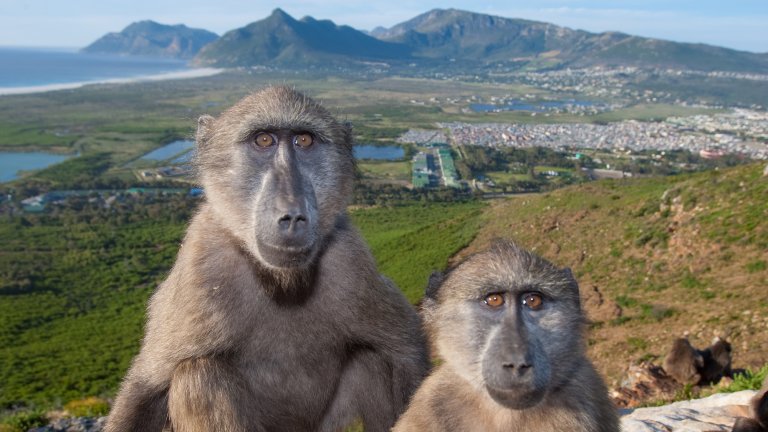 A close-up photograph of two baboons sitting on a rocky ledge overlooking Cape Town, South Africa. The city and a vast coastline are visible in the background, highlighting the proximity of the primates to human habitats.