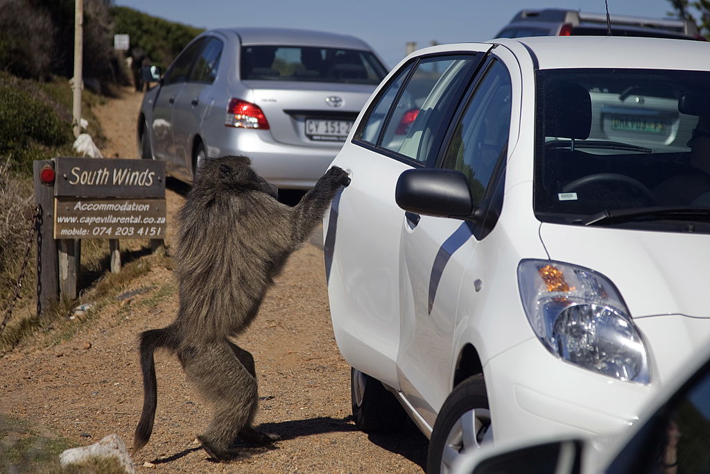 A medium-shot photograph of a chacma baboon standing on its hind legs on a dirt shoulder in Cape Town, South Africa. The baboon is reaching up with one arm to pull the handle of the rear passenger door of a white car parked in a line of traffic. A silver car is visible directly behind the white car, and a wooden sign for "South Winds" accommodation stands to the left of the road.