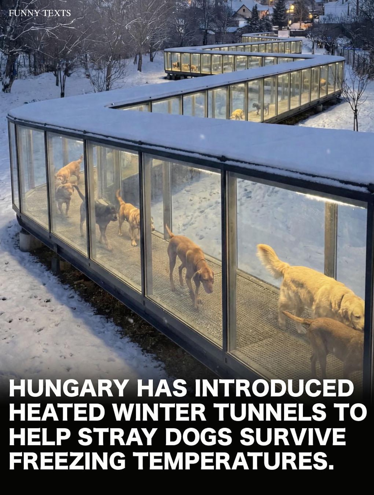 AI generated image of heated dog tunnel