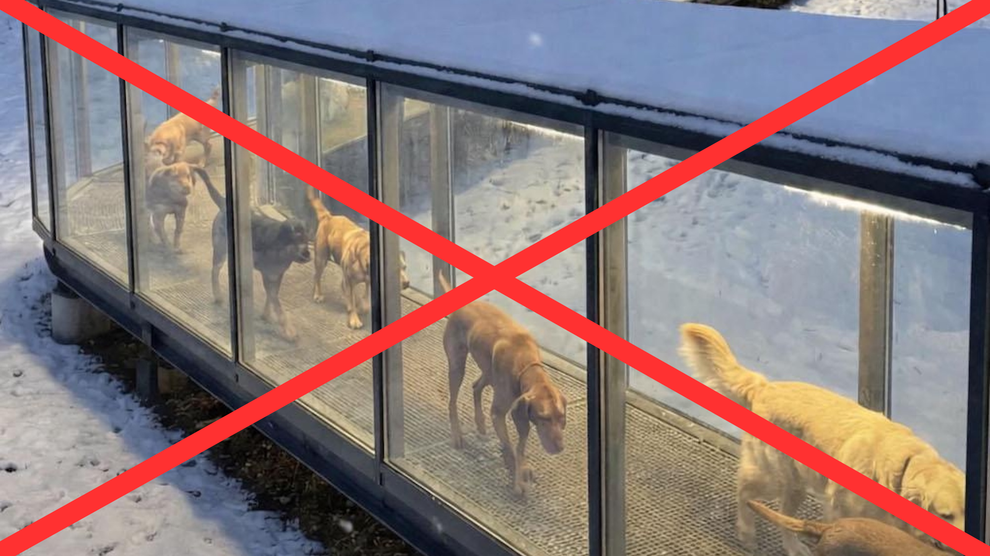 popsci.com - Andrew Paul - No, Hungary did not construct heated tunnels for its stray dogs