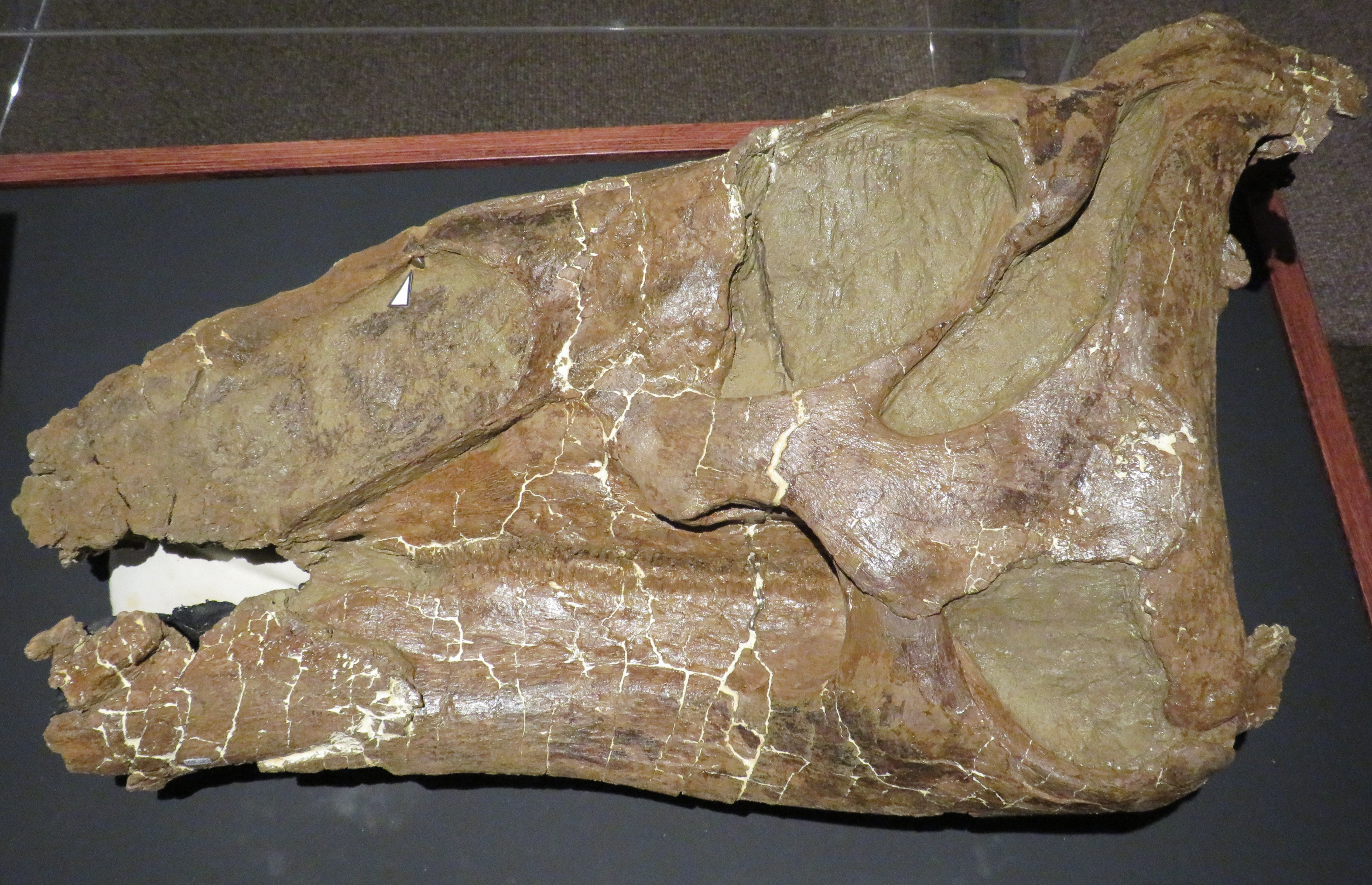a dinosaur skull