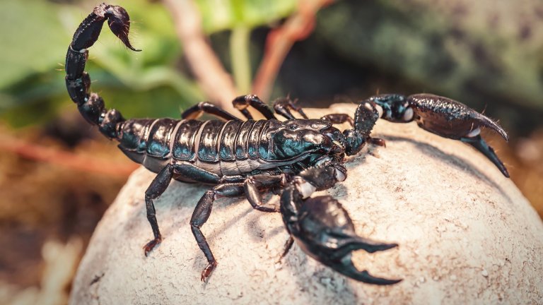 live black scorpion (Emperor Scorpion)