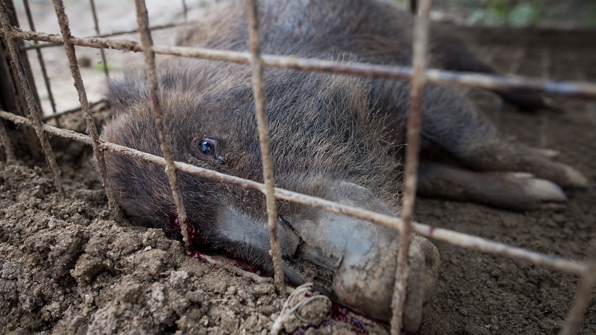 Wild boars killed by a pellet gun is seen inside a booby trap at a residential area near Tokyo Electric Power Co's (TEPCO) tsunami-crippled Fukushima Daiichi nuclear power plant in Tomioka town, Fukushima prefecture, Japan, March 30, 2017. (Photo by Richard Atrero de Guzman/NurPhoto via Getty Images)