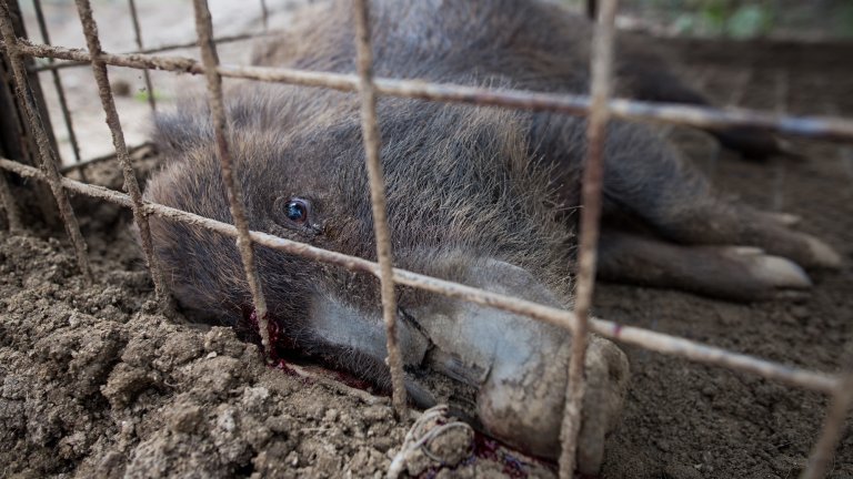 Wild boars killed by a pellet gun is seen inside a booby trap at a residential area near Tokyo Electric Power Co's (TEPCO) tsunami-crippled Fukushima Daiichi nuclear power plant in Tomioka town, Fukushima prefecture, Japan, March 30, 2017. (Photo by Richard Atrero de Guzman/NurPhoto via Getty Images)