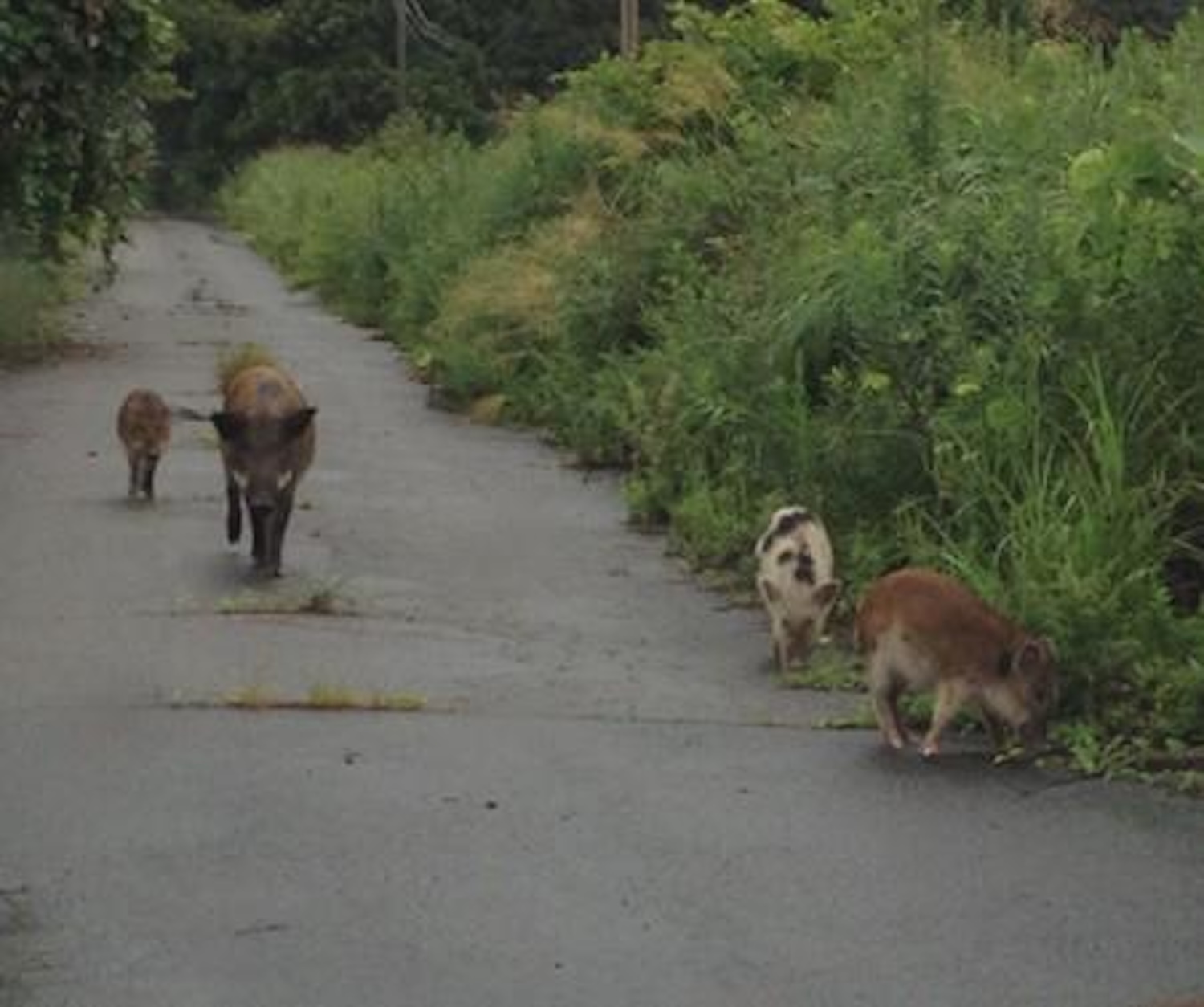 A wild boar with visible traits linked to domestic pig ancestry in Fukushima's evacuation zone. After the 2011 nuclear accident, escaped pigs interbred with wild boar, creating a rare hybridization event that allowed researchers to study how maternal lineage influences genetic turnover in wildlife populations. Credit: Hiroko Ishiniwa from Mukogawa Women's University, Japan