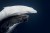 two whales, one white and one black, swim together