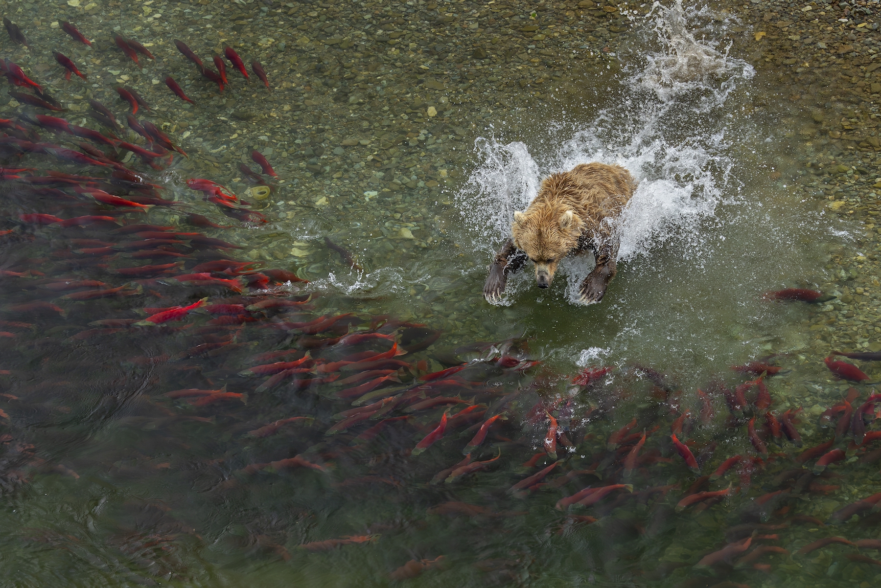 Brown bear trying to catch sockeye salmon