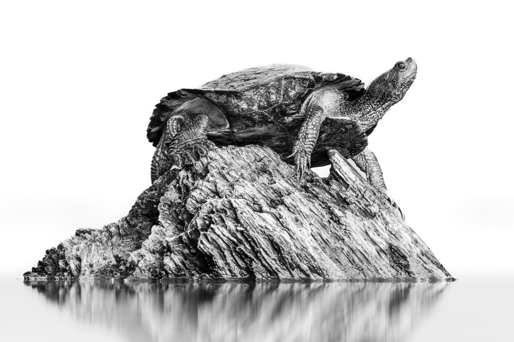 tortoise on a log