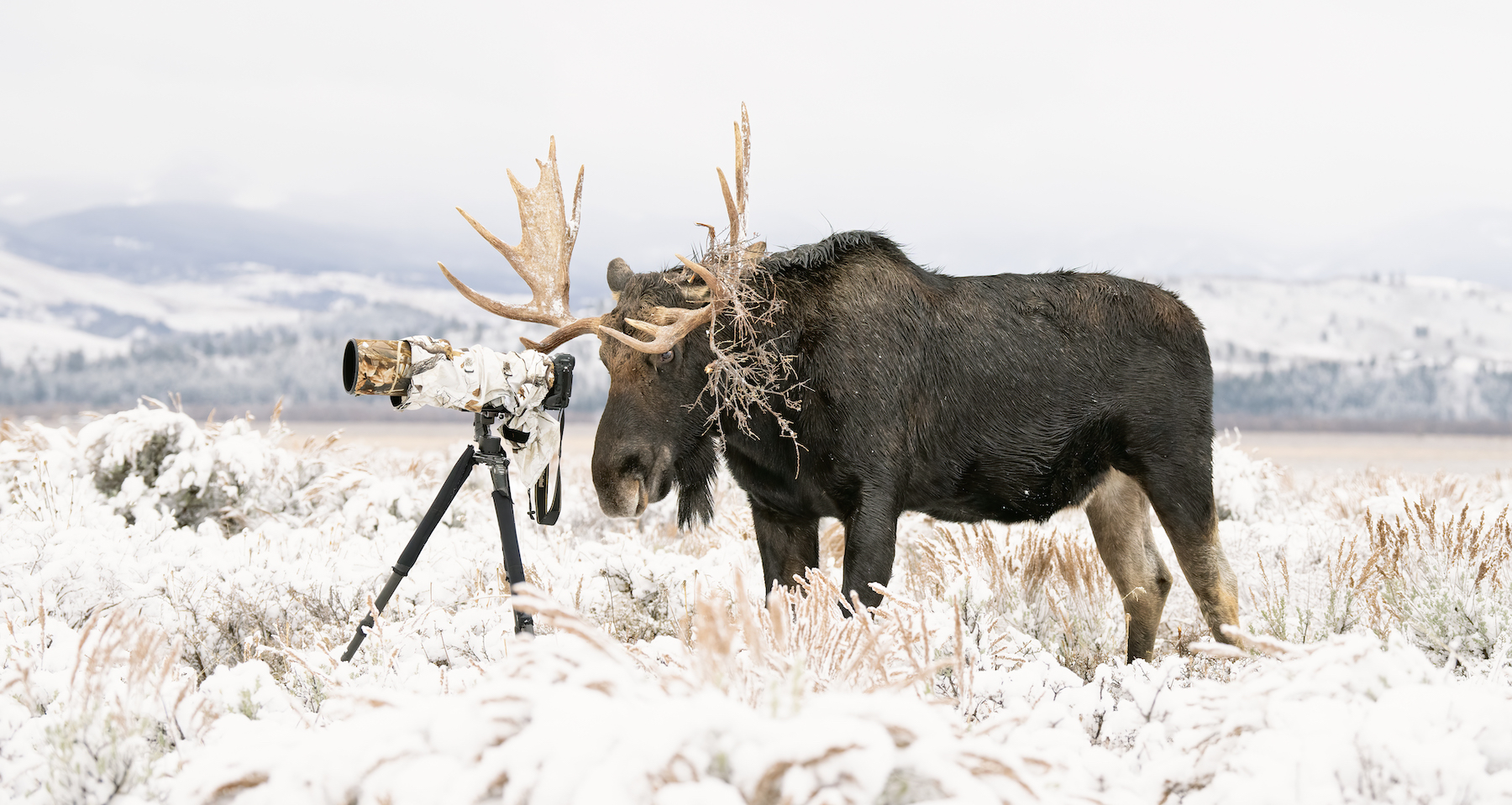 This is a true wildlife photographer. He obviously understands the importance of camouflage both on himself and his camera gear to blend in with his surroundings. As he prepares to take his photo, he takes a solid stance and carefully places his eye at the viewfinder. He waits patiently as his subject comes into clear view. This is the story of The Wildlife Photographer. After an evening snowfall in the Grand Teton National Park, Wyoming, USA, the photographers woke up to a blanket of snow covering the flats. A group of photographers were photographing this bull moose eating his way in our direction. The bland bitter brush bored him and he decided to go on his walkabout in the direction of all the photographers. We quickly moved but, in all the haste, a tripod and camera ended up being left behind. After his curiosity got the best of him, the bull moose decided to check out the camera gear. He licked and played with the camera looking at it as if he was trying to take a photograph. It was then I took this photo. After he knocked the gear over, he got bored and continued on his way. Then camera gear could be safely retrieved, albeit with a bunch of moose drool on it.
