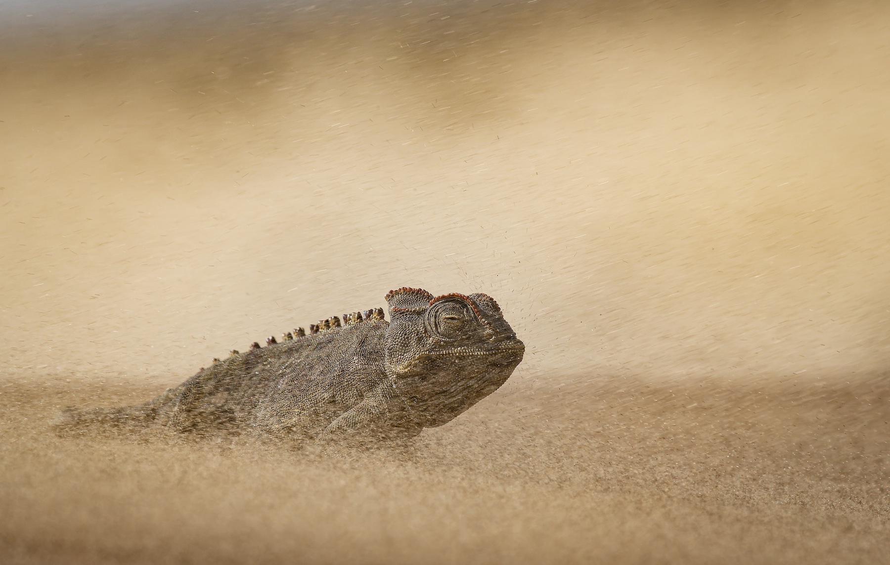 The Namib desert is one of the most extreme environments on earth, with a complete lack of surface water and temperatures exceeding 45C in the daytime. Despite this, life is abundant of you know where to look. Sandstorms are frequent, with wind blowing down from inland mountains that stir up fine sediment and particles. A Namaqua chameleon has to endure the sting of pebbles blowing against its skin while we were lucky enough to escape to the relative comfort of our 4x4