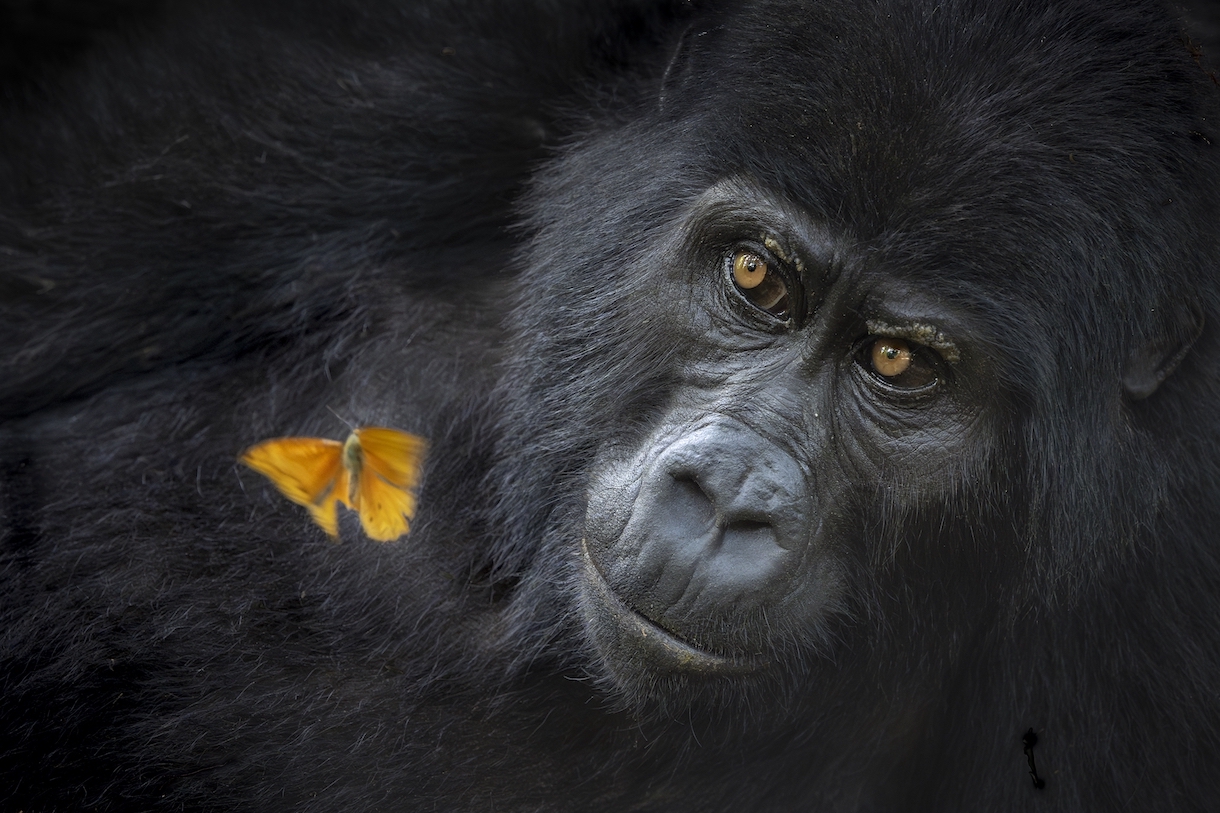 a gorilla examines an orange butterfly