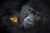 a gorilla examines an orange butterfly