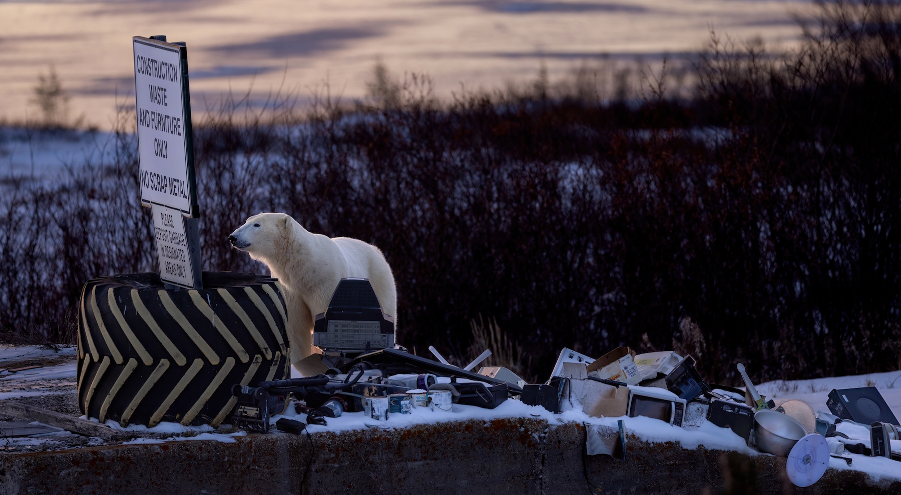 a polar bear near pile of garbage