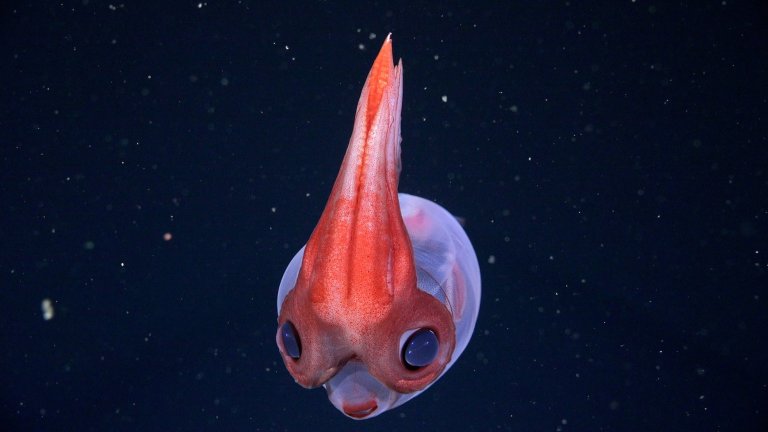 ROV pilots filmed this glass squid at 1,725 meters while exploring the Colorado-Rawson submarine canyon off the coast of Argentina. CREDIT: ROV SuBastian / Schmidt Ocean Institute Due to our legal status as a 501(c)(3) private operating foundation, no media produced by Schmidt Ocean Institute may be used in attempting to influence legislation or lobbying. Additionally, all visual assets (Images, videos, etc) can only be used as stated by creative commons Attribution-NonCommercial-ShareAlike CC BY-NC-SA Attribution — You must give appropriate credit, provide a link to the license, and indicate if changes were made. You may do so in any reasonable manner, but not in any way that suggests the licensor endorses you or your use. NonCommercial — You may not use the material for commercial purposes. ShareAlike — If you remix, transform, or build upon the material, you must distribute your contributions under the same license as the original. https://creativecommons.org/licenses/by-nc-sa/4.0/