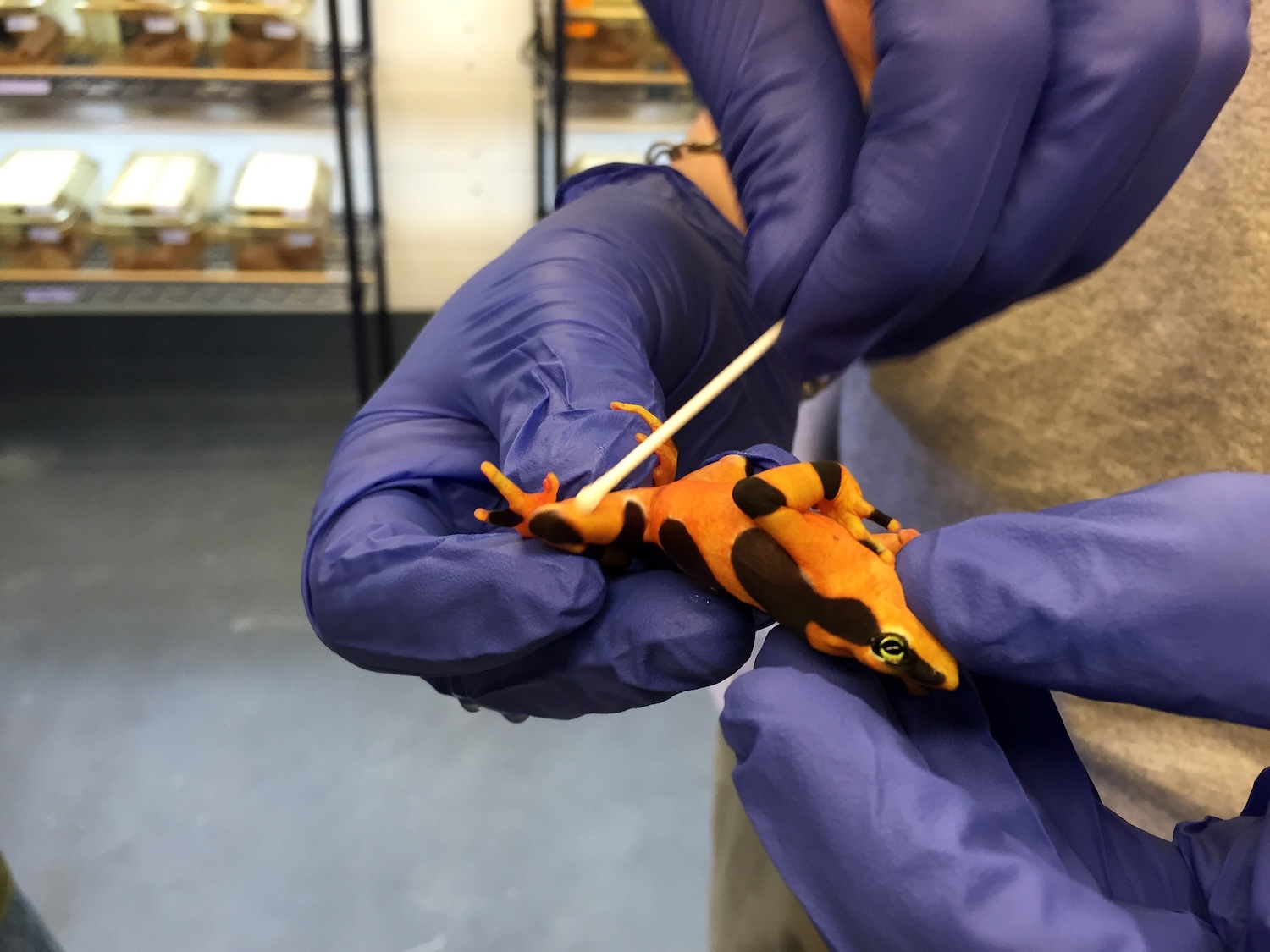 Golden frog being swabbed with Q-tip by gloved hands