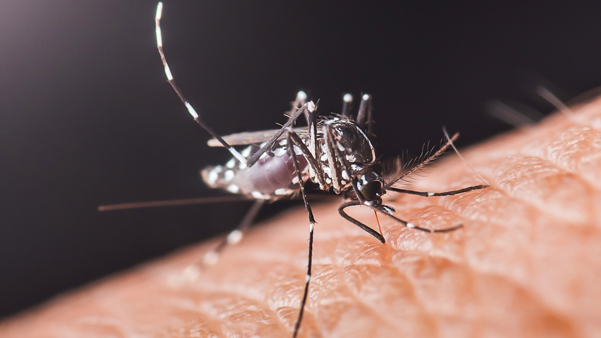 Close-up of aedes aegypti mosquito sucking blood from human skin, transmitting dangerous diseases like dengue fever, zika virus, and chikungunya, Chumphon in thailand.