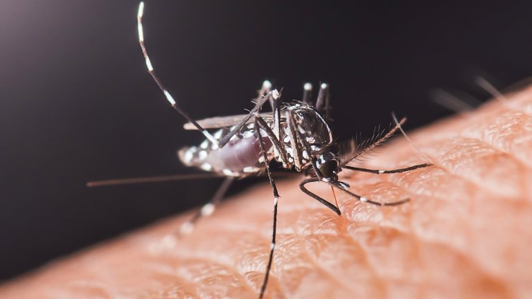 Close-up of aedes aegypti mosquito sucking blood from human skin, transmitting dangerous diseases like dengue fever, zika virus, and chikungunya, Chumphon in thailand.