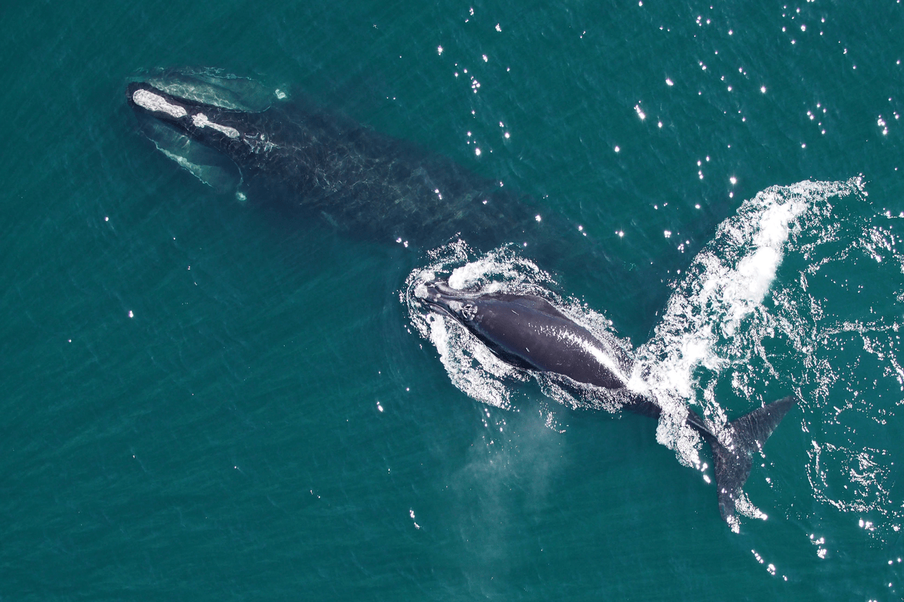 A North Atlantic right whale mother and calf as seen from a research drone called a hexacopter. Hexacopters allow researchers to conduct right whale photo identification and photogrammetry studies. Photogrammetry techniques allow scientists to get body measurements from aerial photographs. 